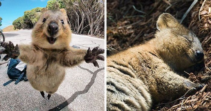 At just zoo outside Australia, See the ‘world’s most joyful creature’