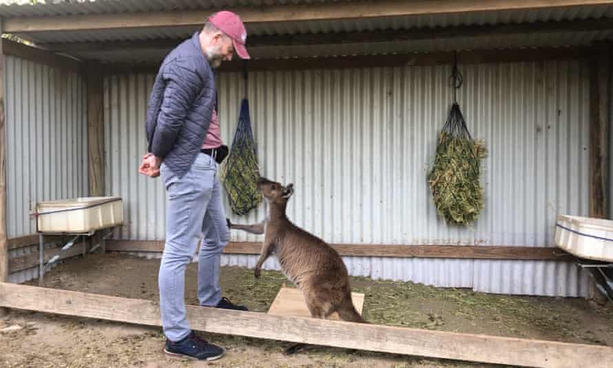 New investigation shows: For help Kangaroos can approach people