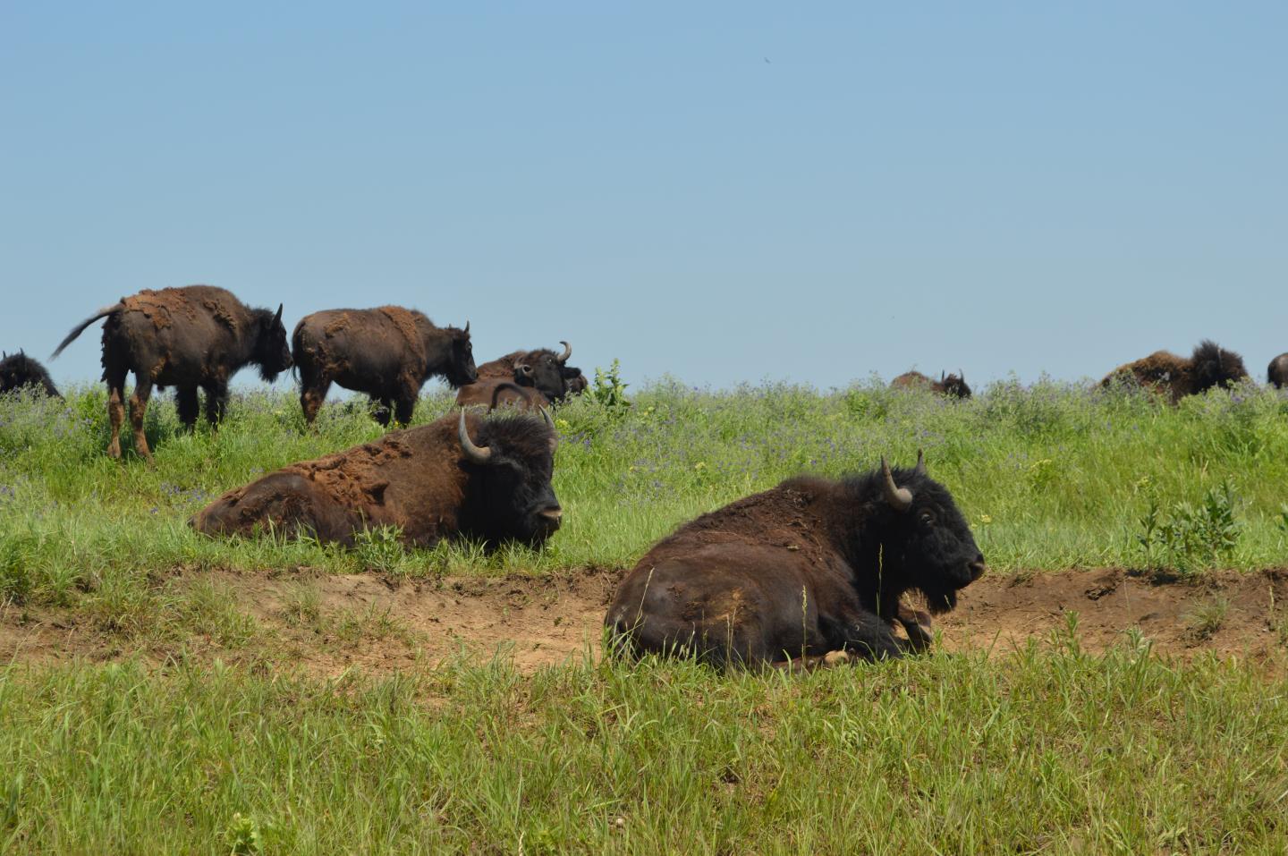 Plant species proclaimed wiped out, Bison recuperation offset by 31 creature