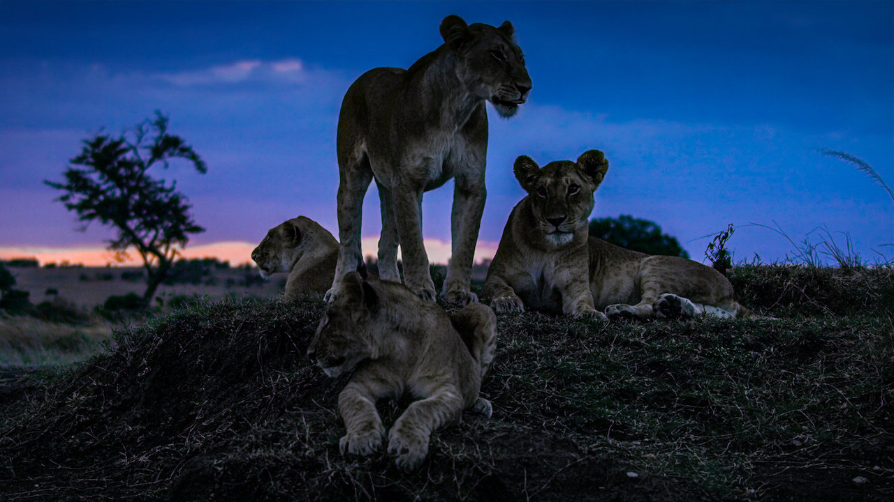 Series investigates nighttime creatures around the world