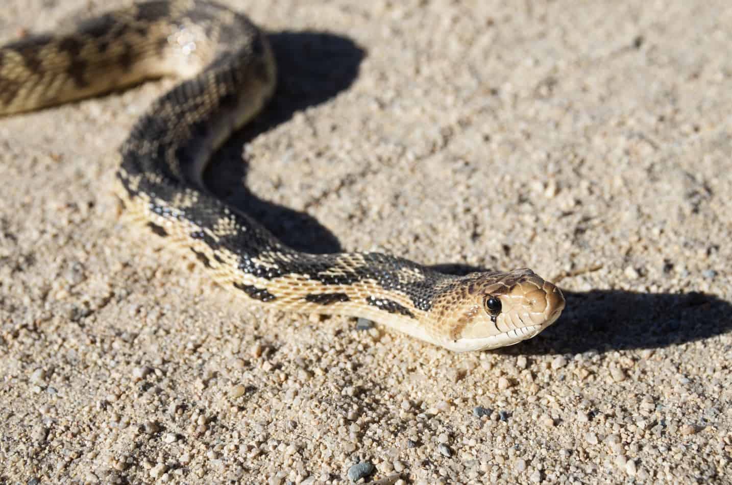 Vernon preservation official: Wild gopher snakes aren’t pets