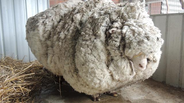 78 Pounds of wool build sheared by the Wild Australian Sheep