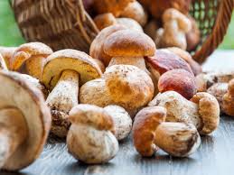 Inventing dinners extra nutritious: Easily add mushrooms in the nutrition